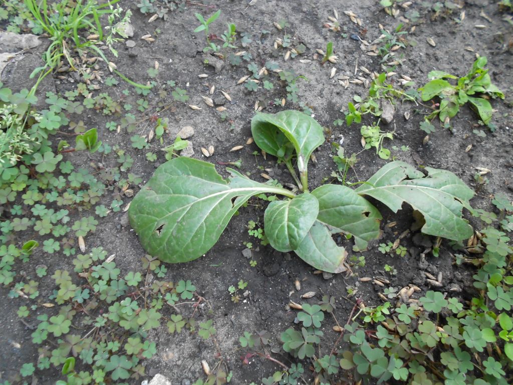 DSCN0950