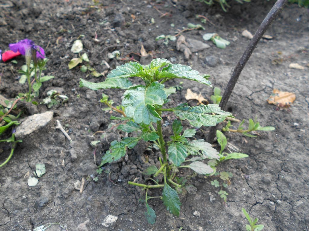 DSCN0956