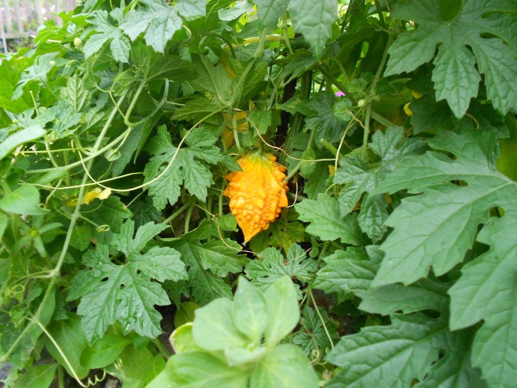 DSCN1135