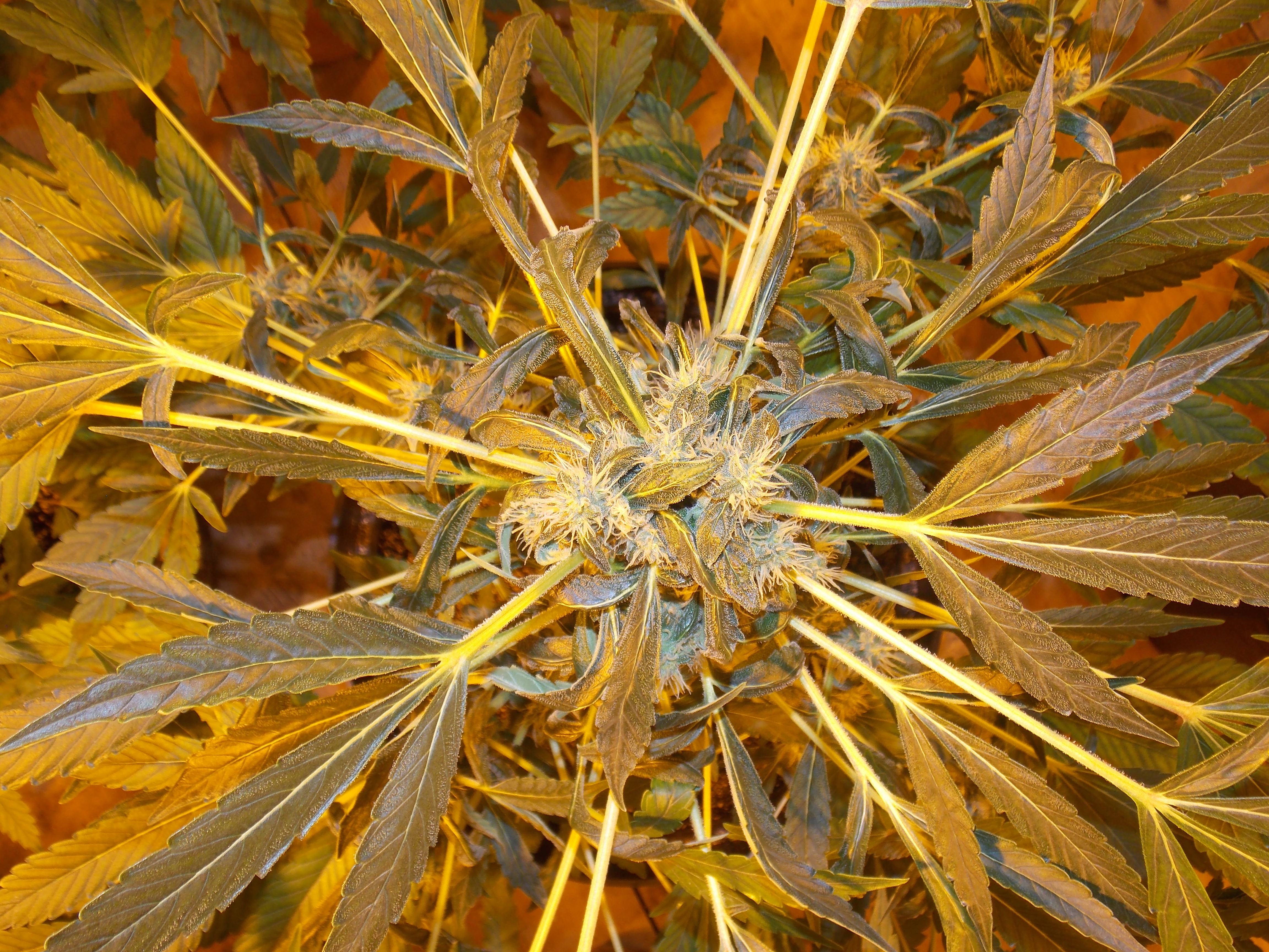 DSCN1142
