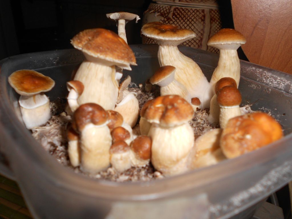 DSCN1146