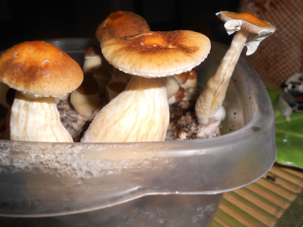 DSCN1147