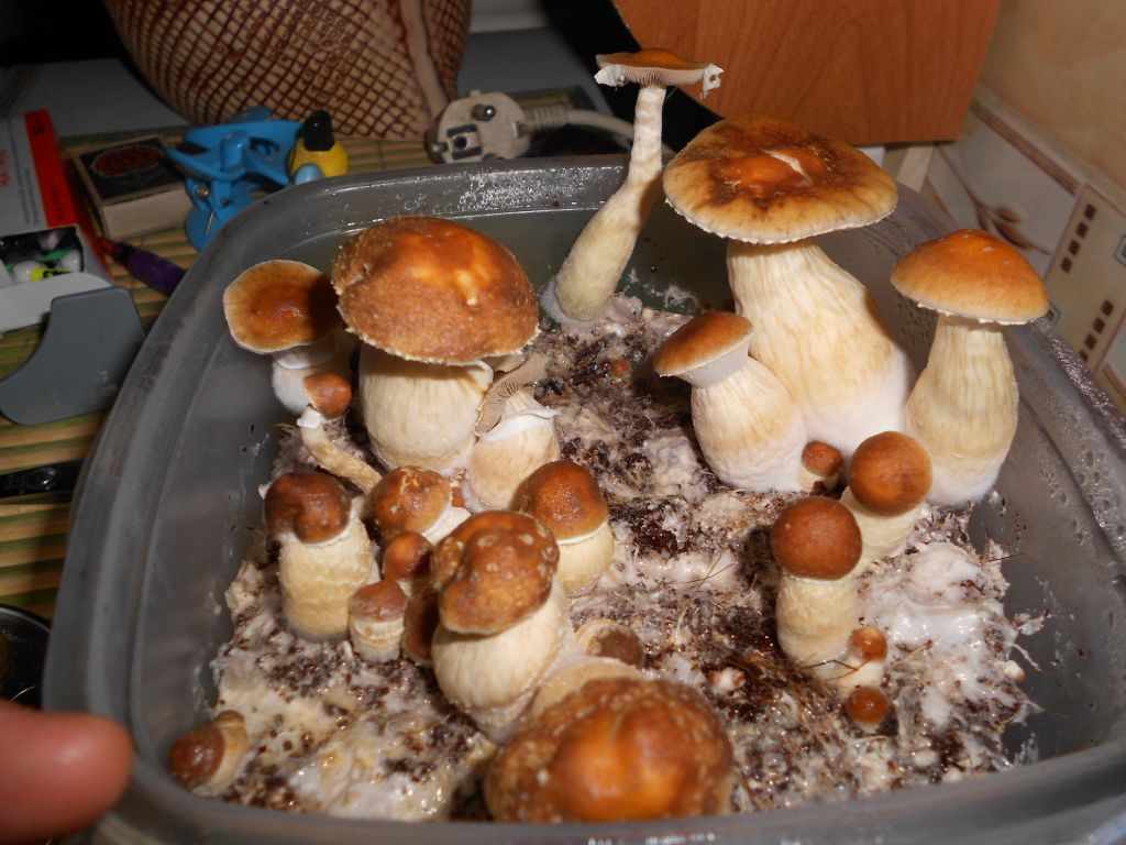 DSCN1148