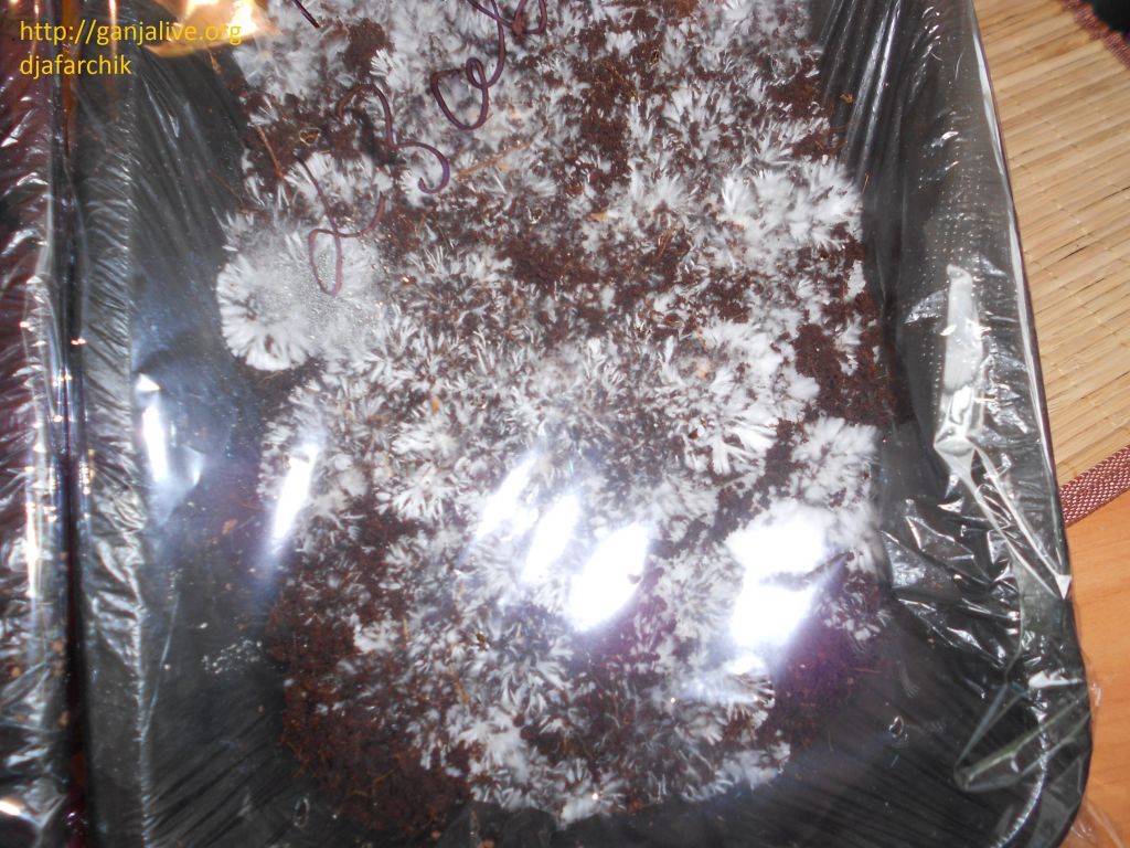 DSCN1150