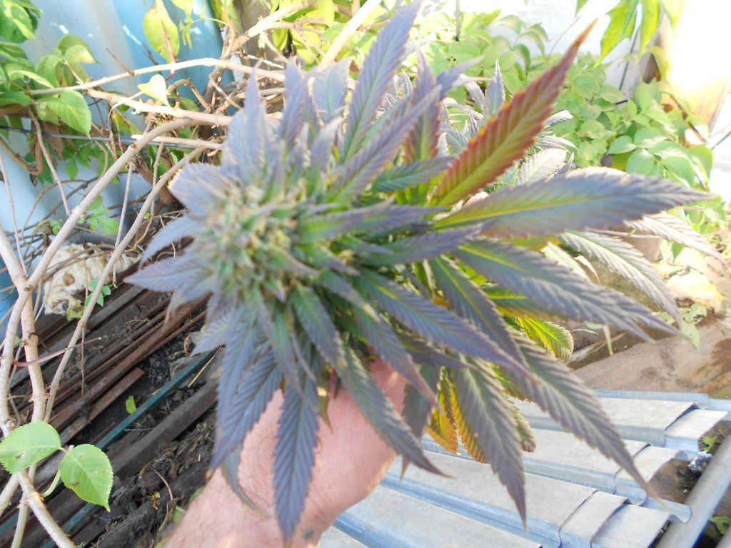 DSCN1372