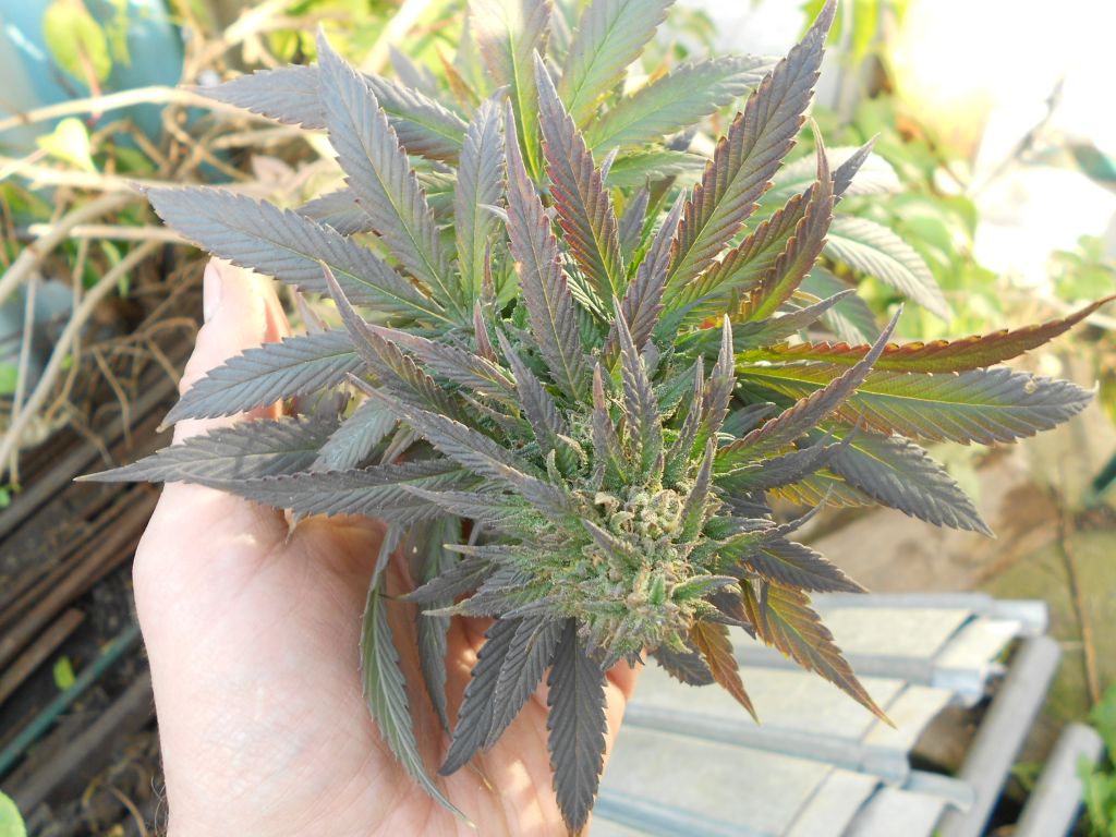 DSCN1373