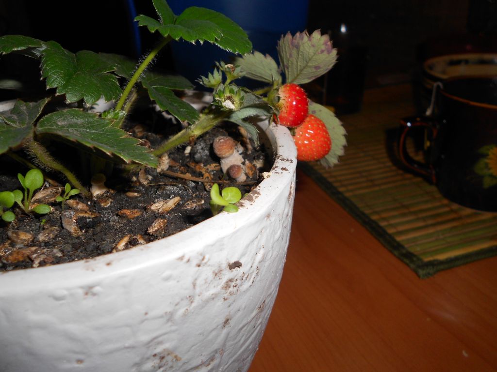 DSCN1379