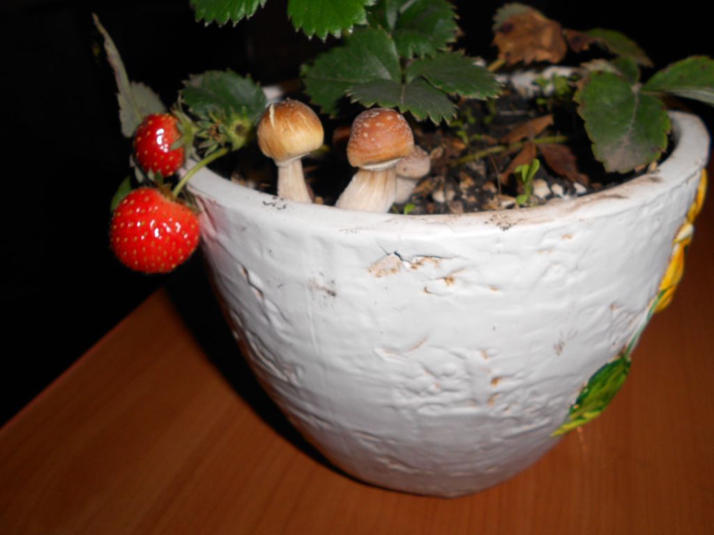 DSCN1385