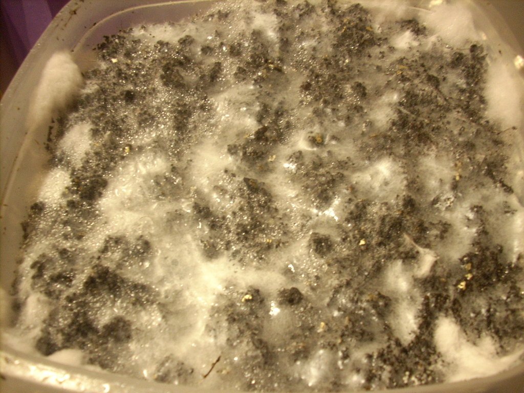 DSCN1434
