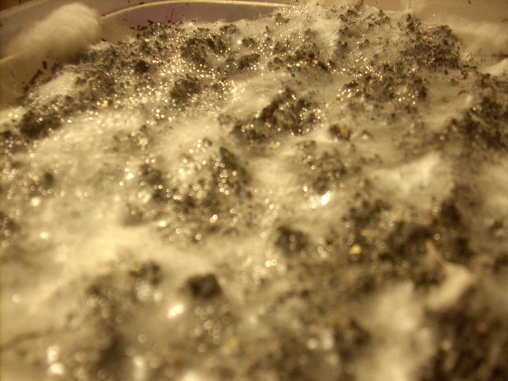 DSCN1435