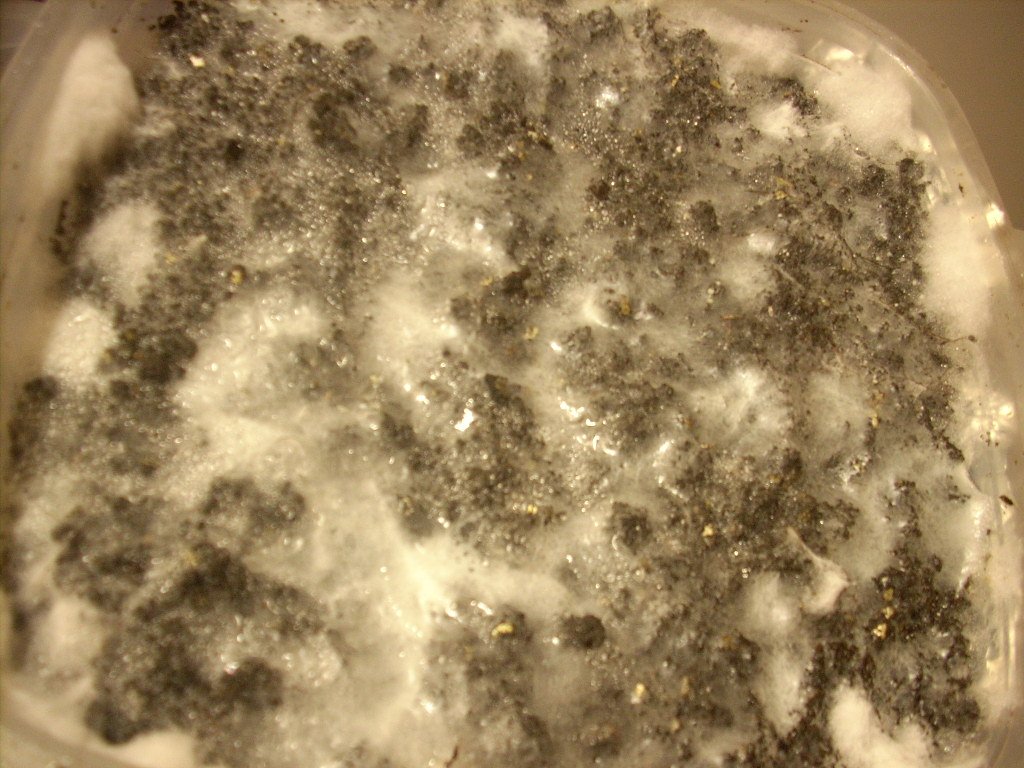 DSCN1436