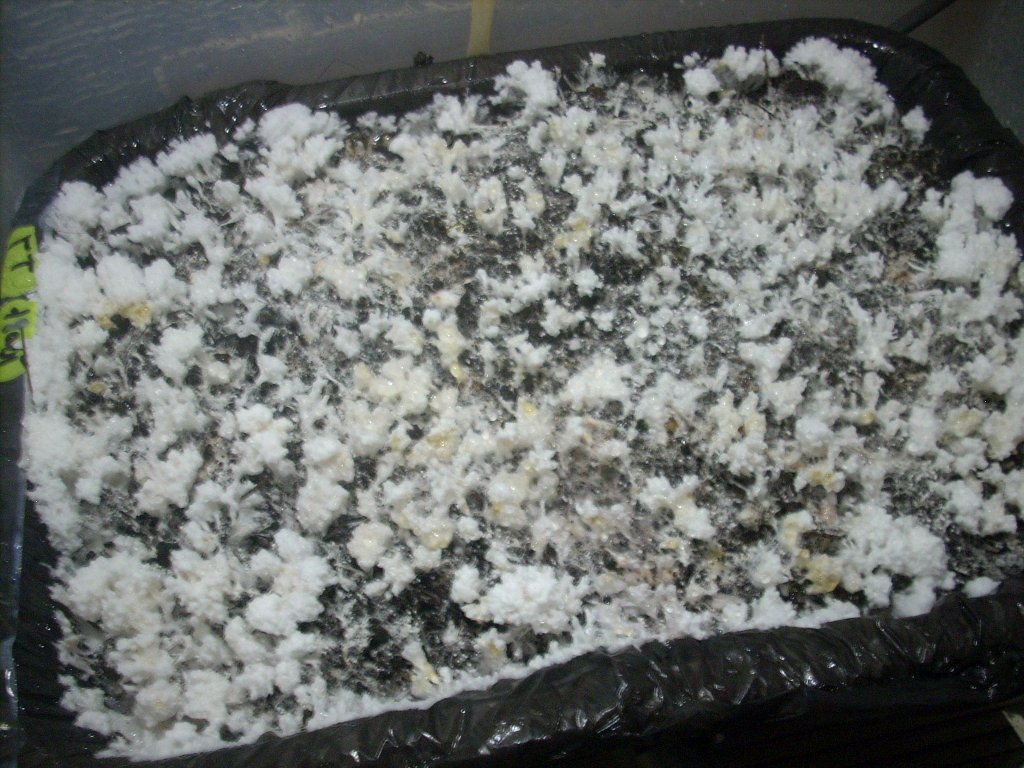 DSCN1442