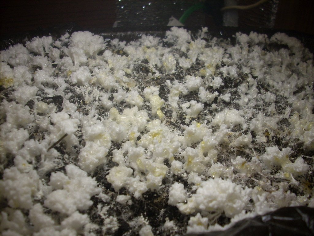 DSCN1443