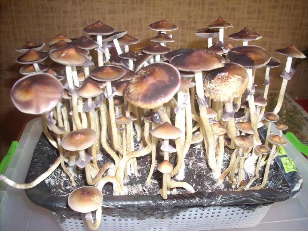 DSCN1448