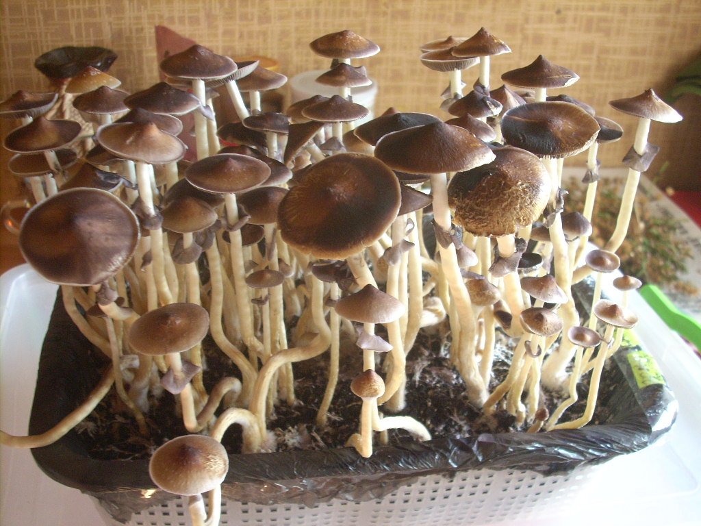 DSCN1449