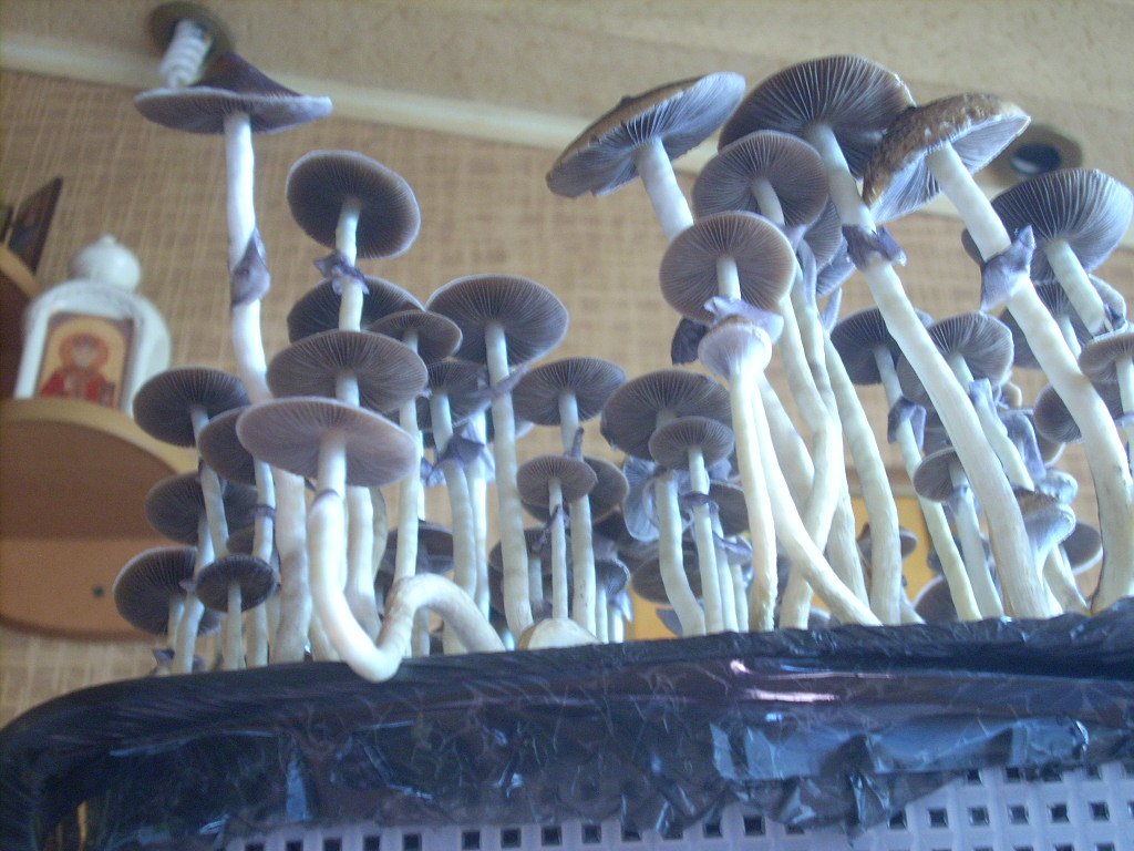 DSCN1451