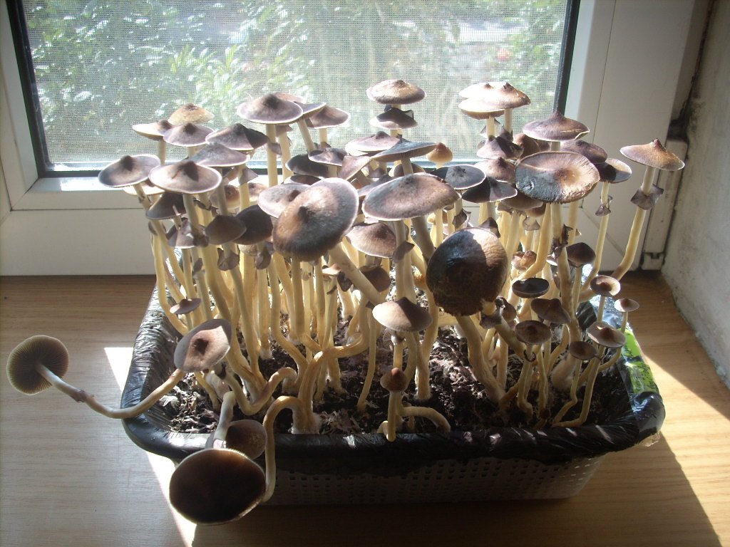 DSCN1454
