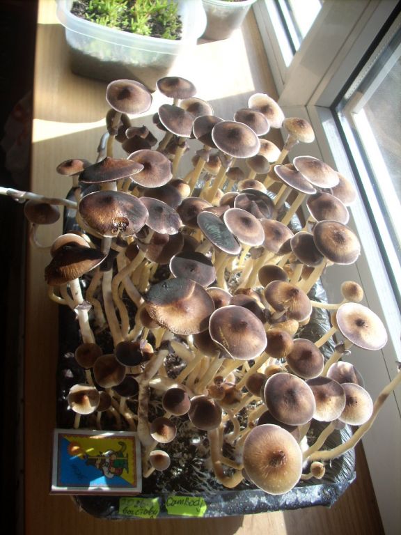 DSCN1455