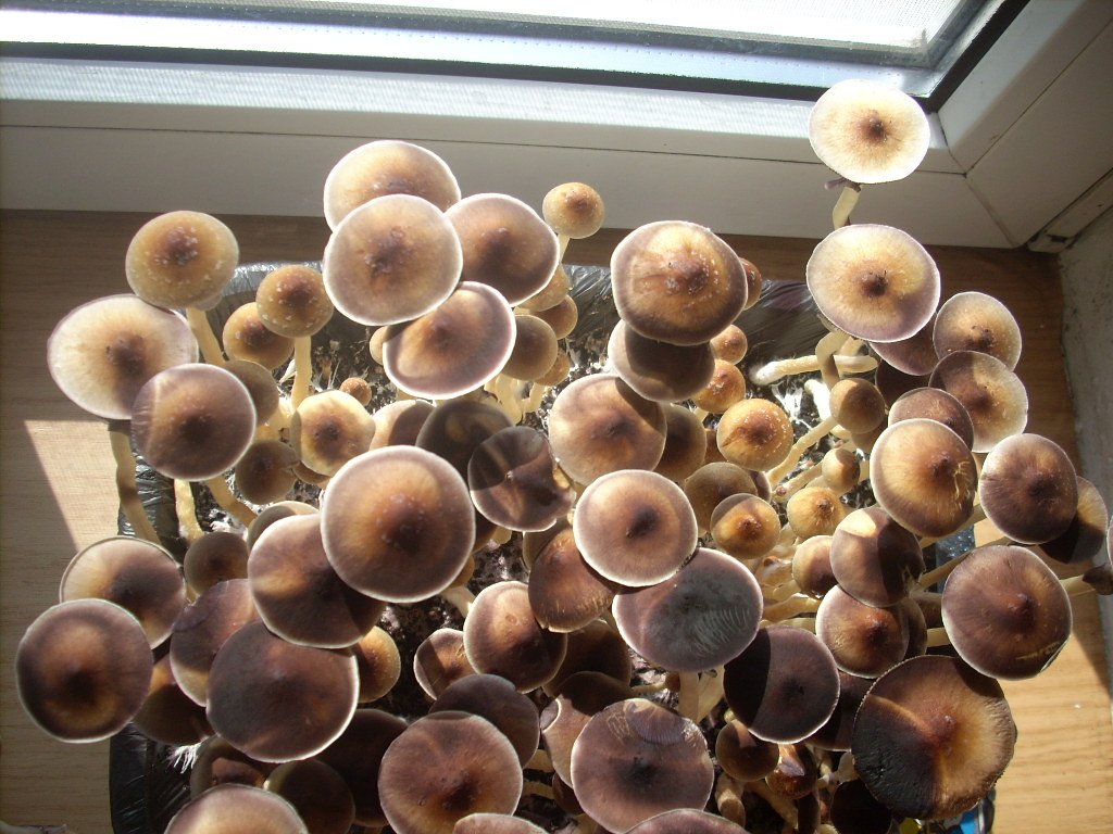 DSCN1456