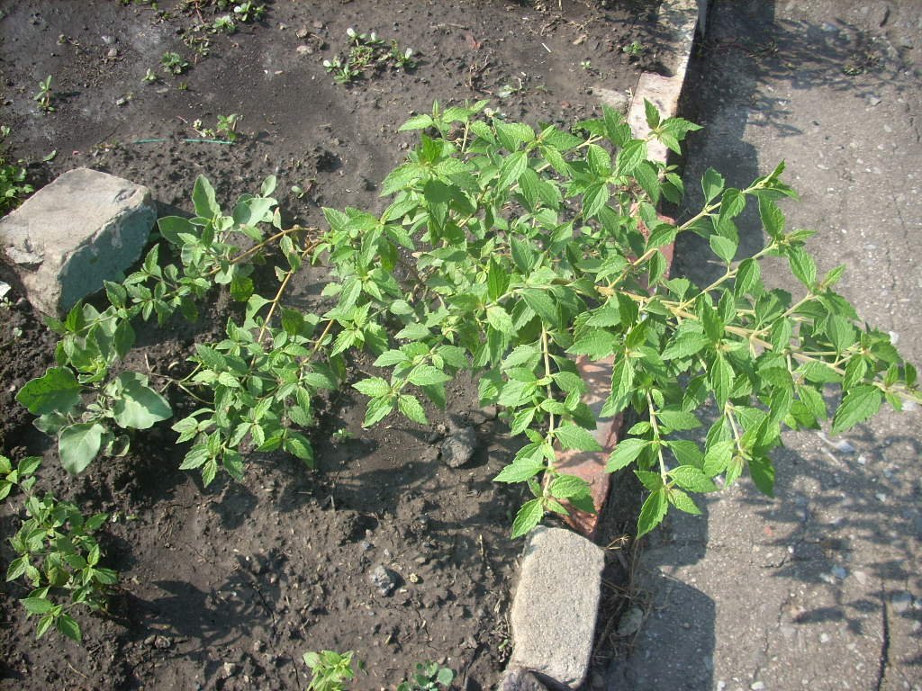 DSCN1465