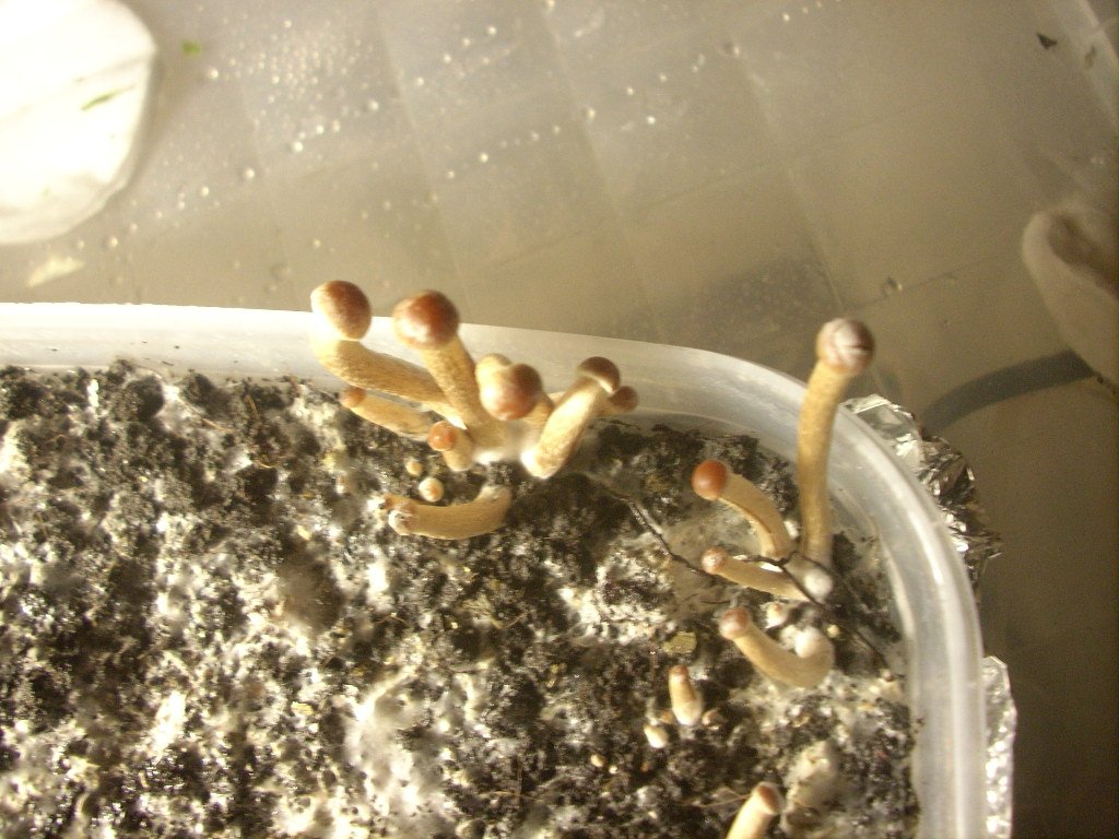 DSCN1494