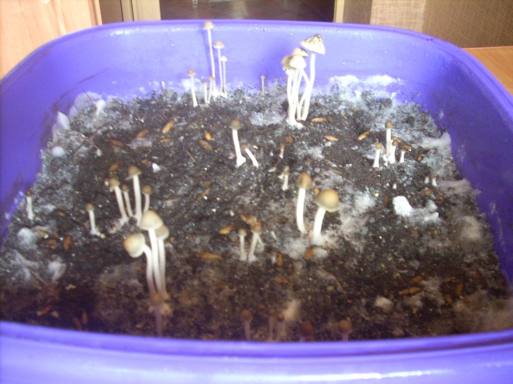 DSCN1553