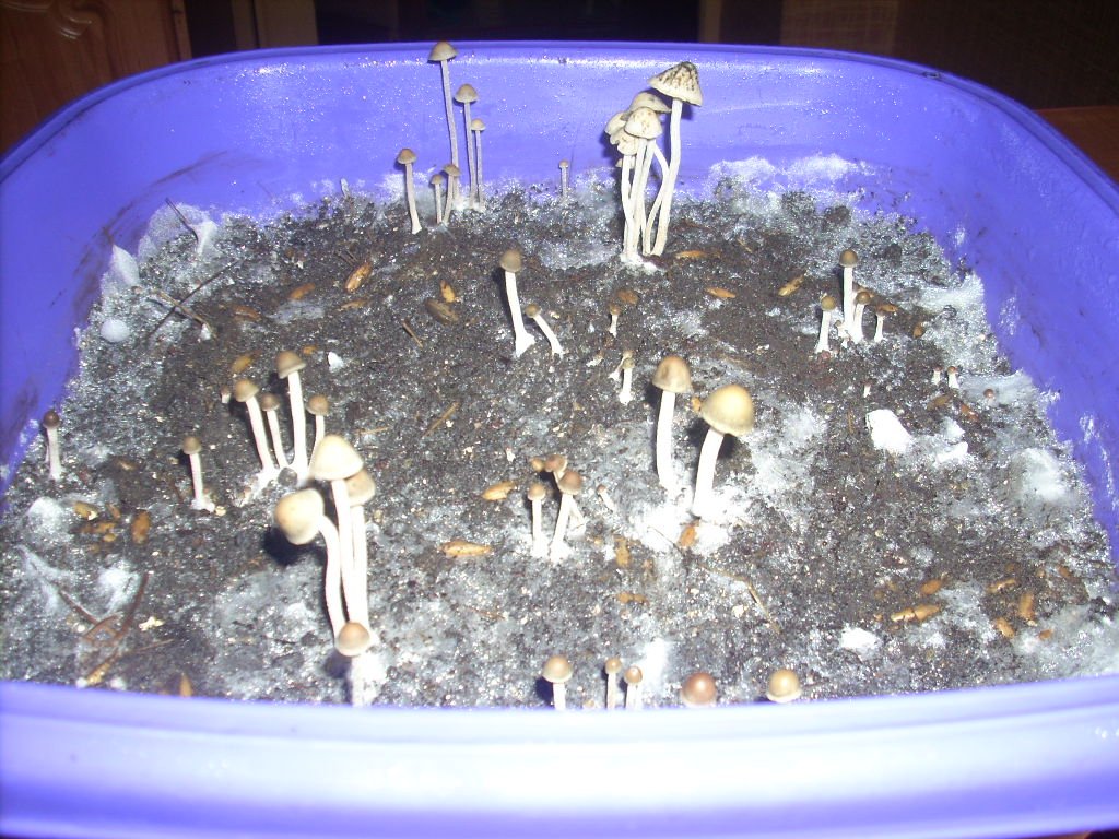 DSCN1554