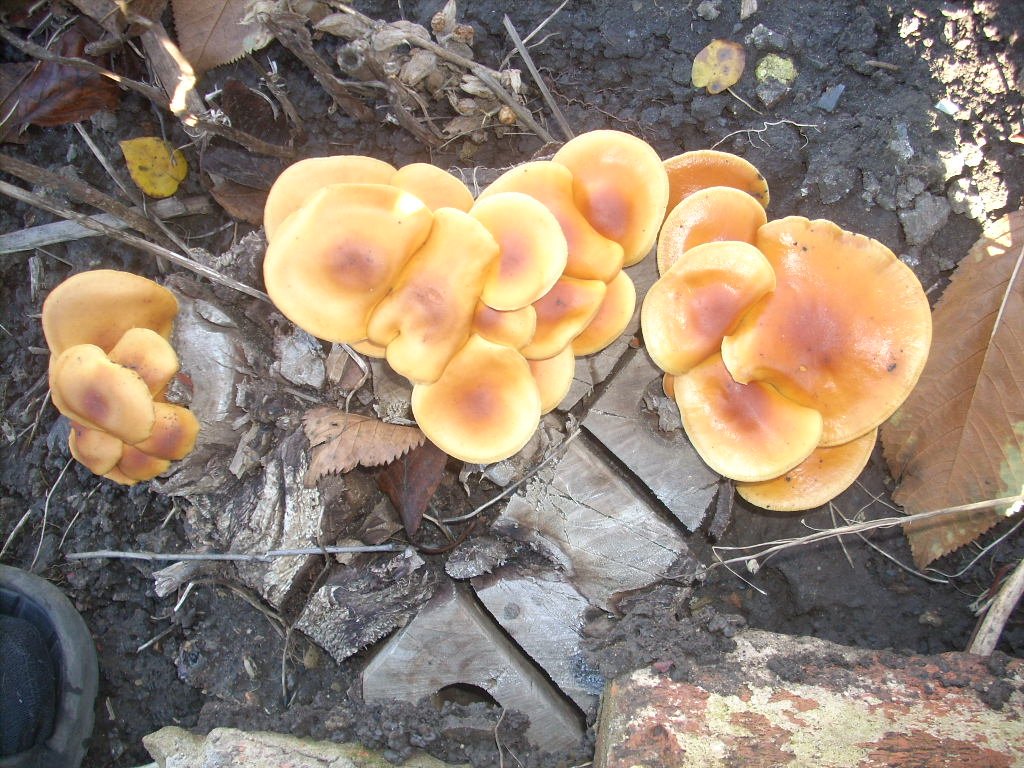 DSCN1787