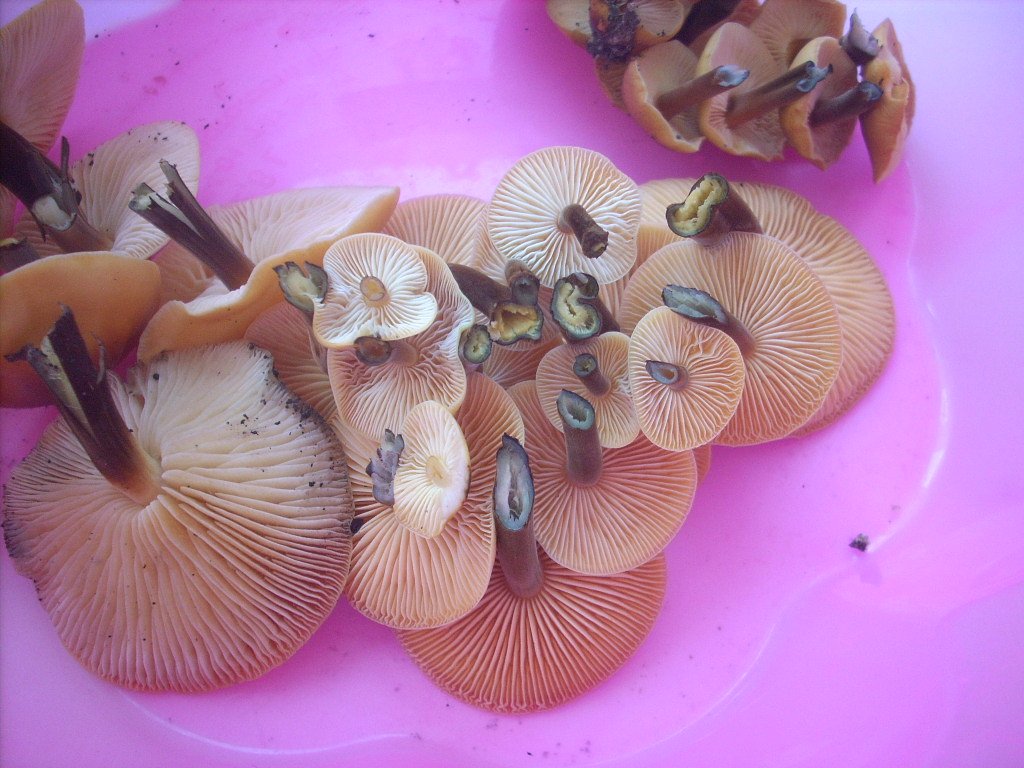 DSCN1793