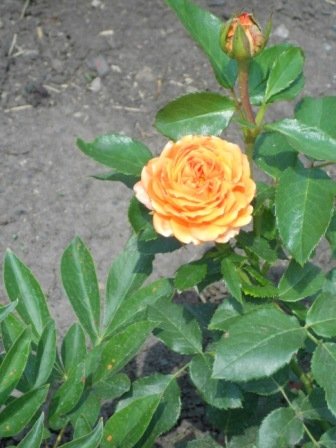 DSCN1867