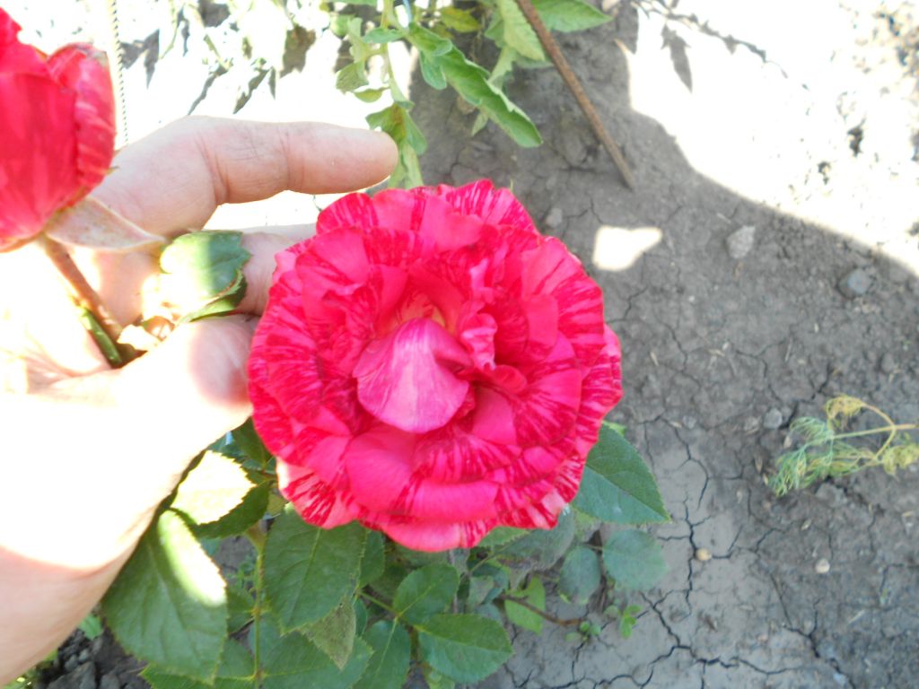 DSCN1890