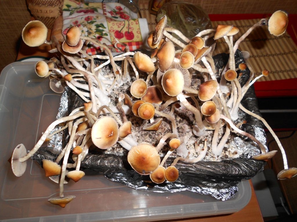 DSCN1949