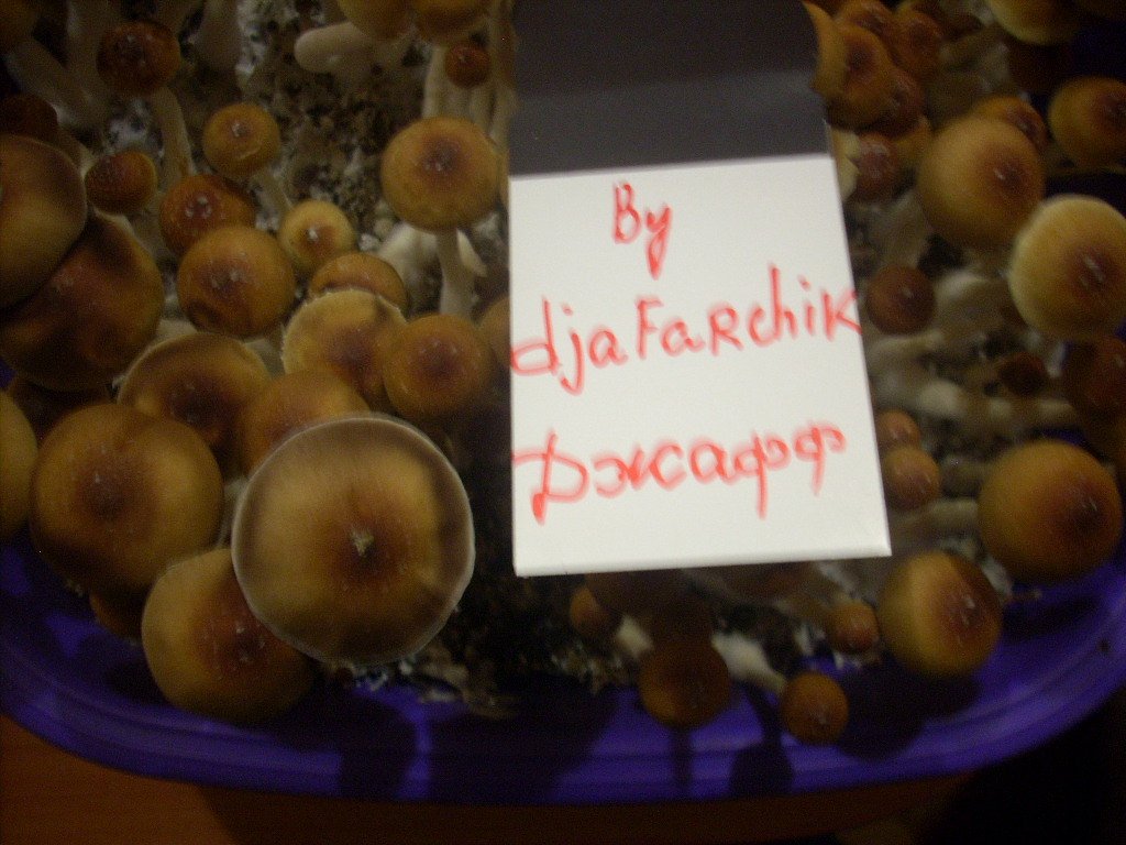 DSCN2035