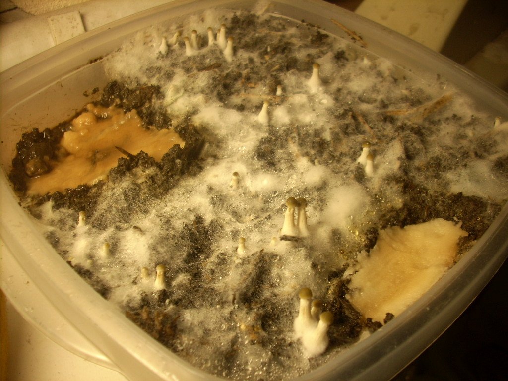 DSCN2079