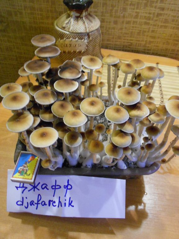 DSCN2752