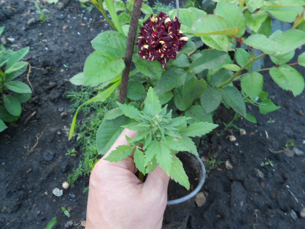 DSCN2873