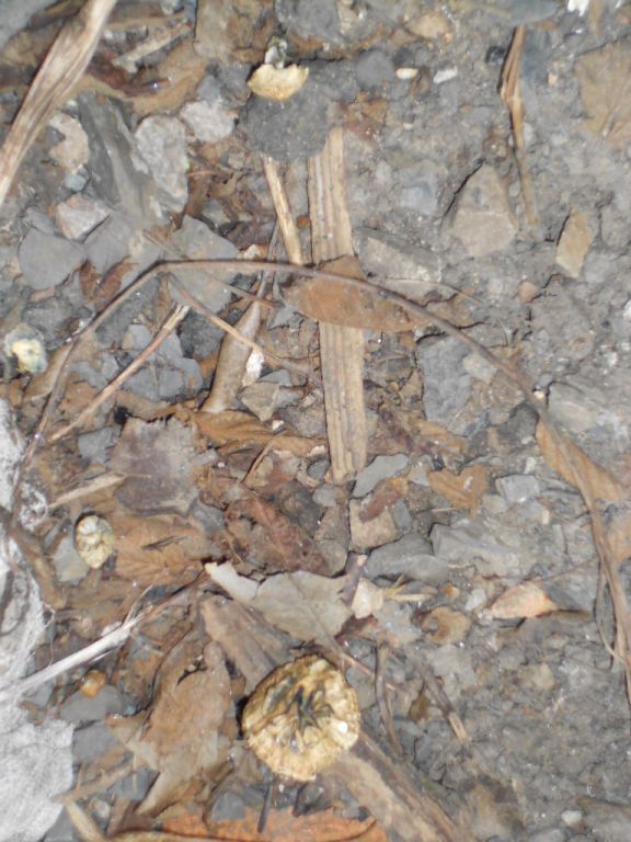 DSCN2878 psilocybe subaeruginosa -аутная закладка и харвест !!