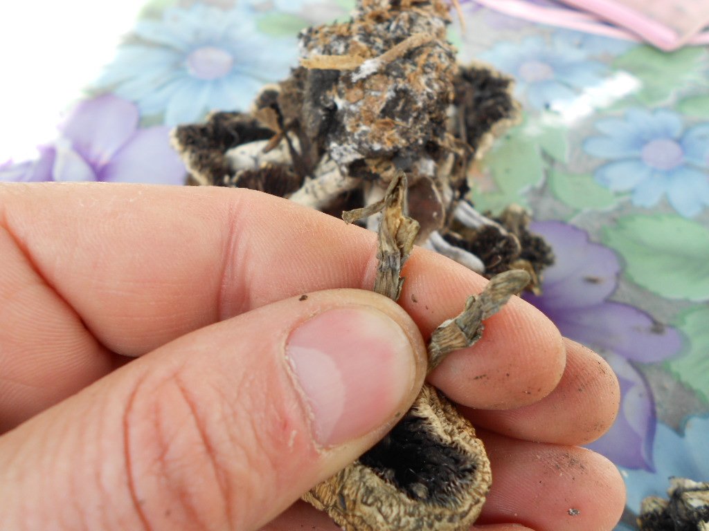 DSCN2888 psilocybe subaeruginosa -аутная закладка и харвест !!