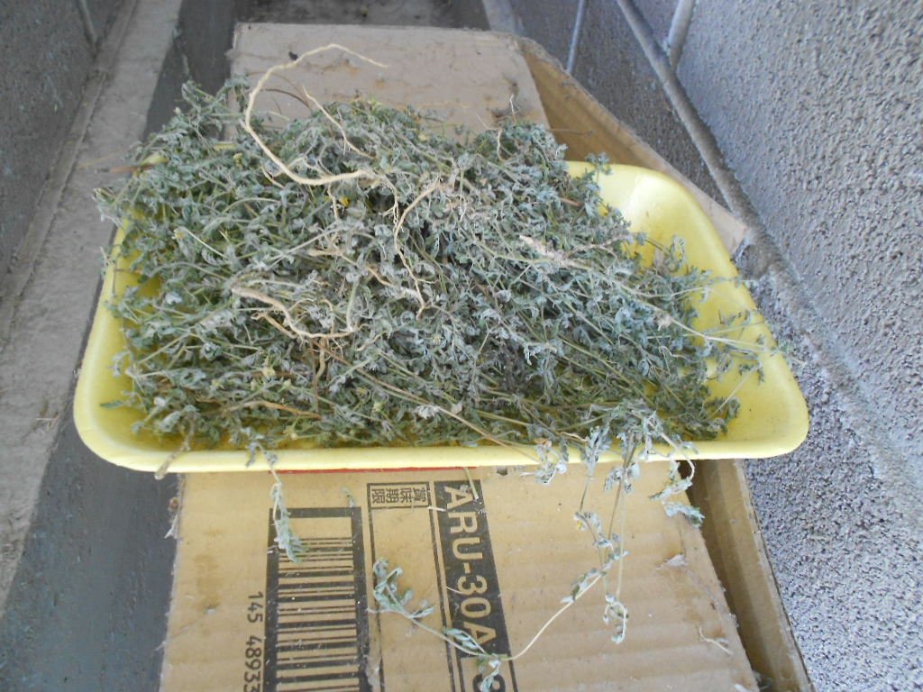 DSCN3004