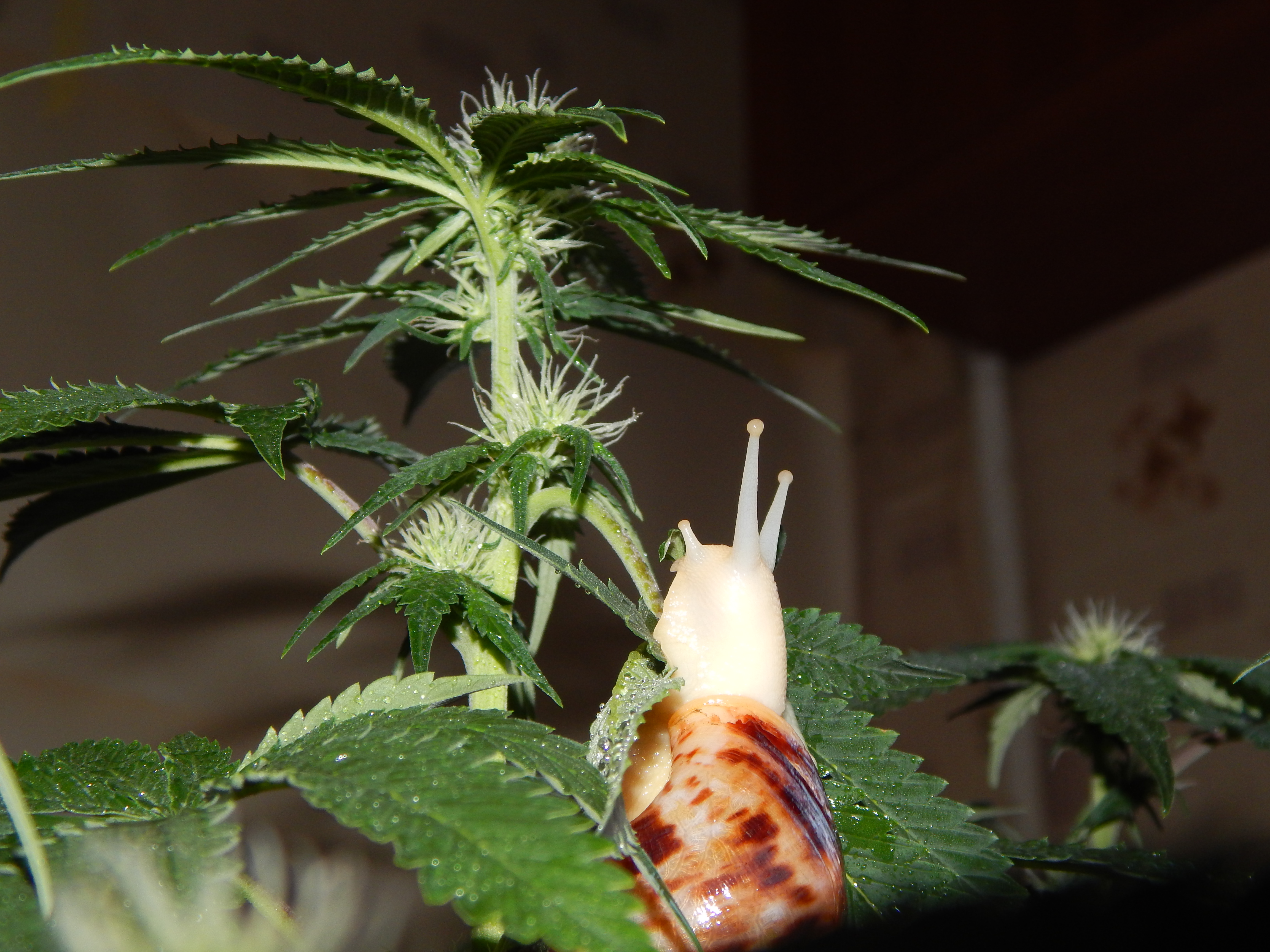 DSCN3068.JPG