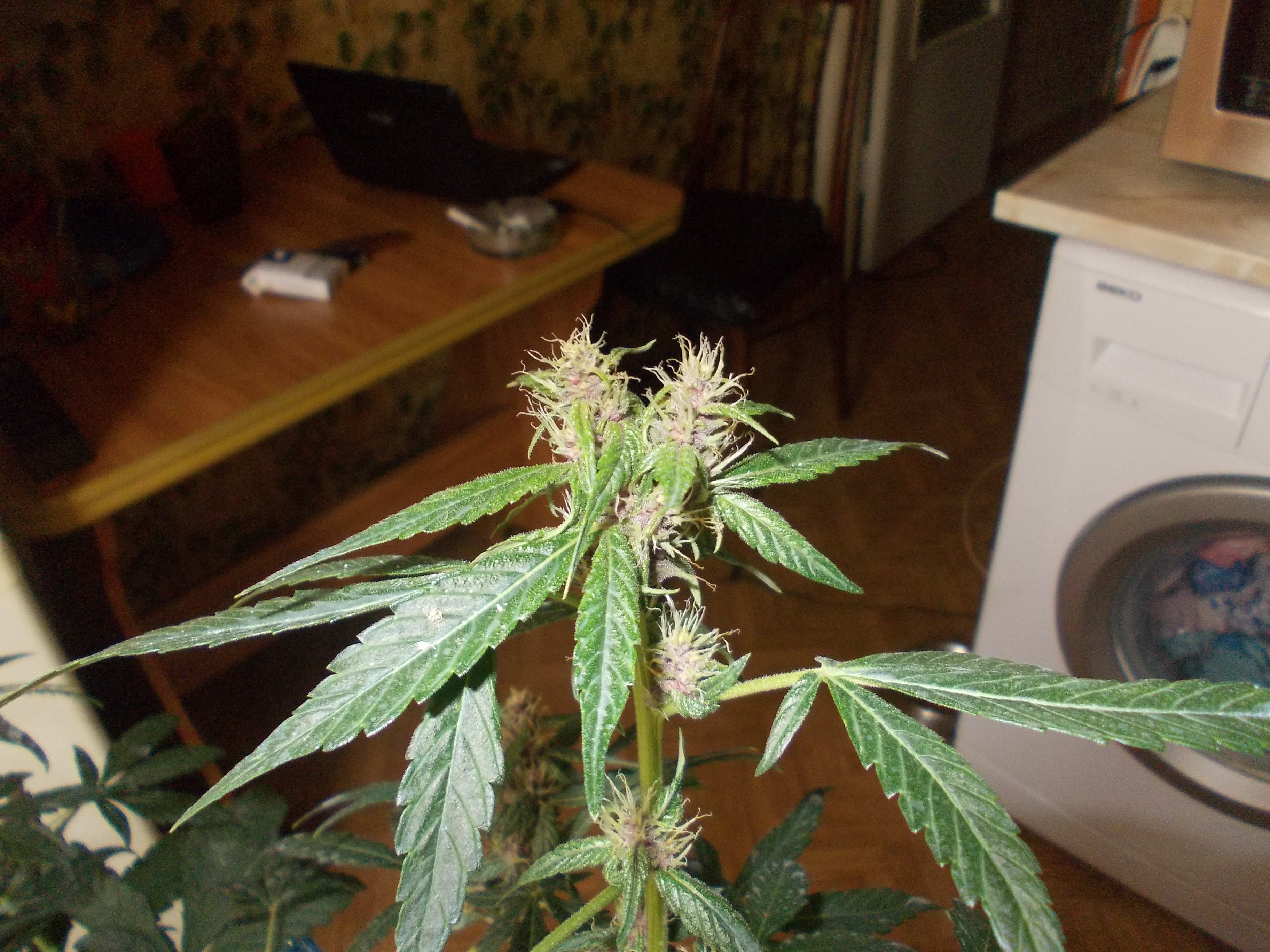 DSCN5963 (2)
