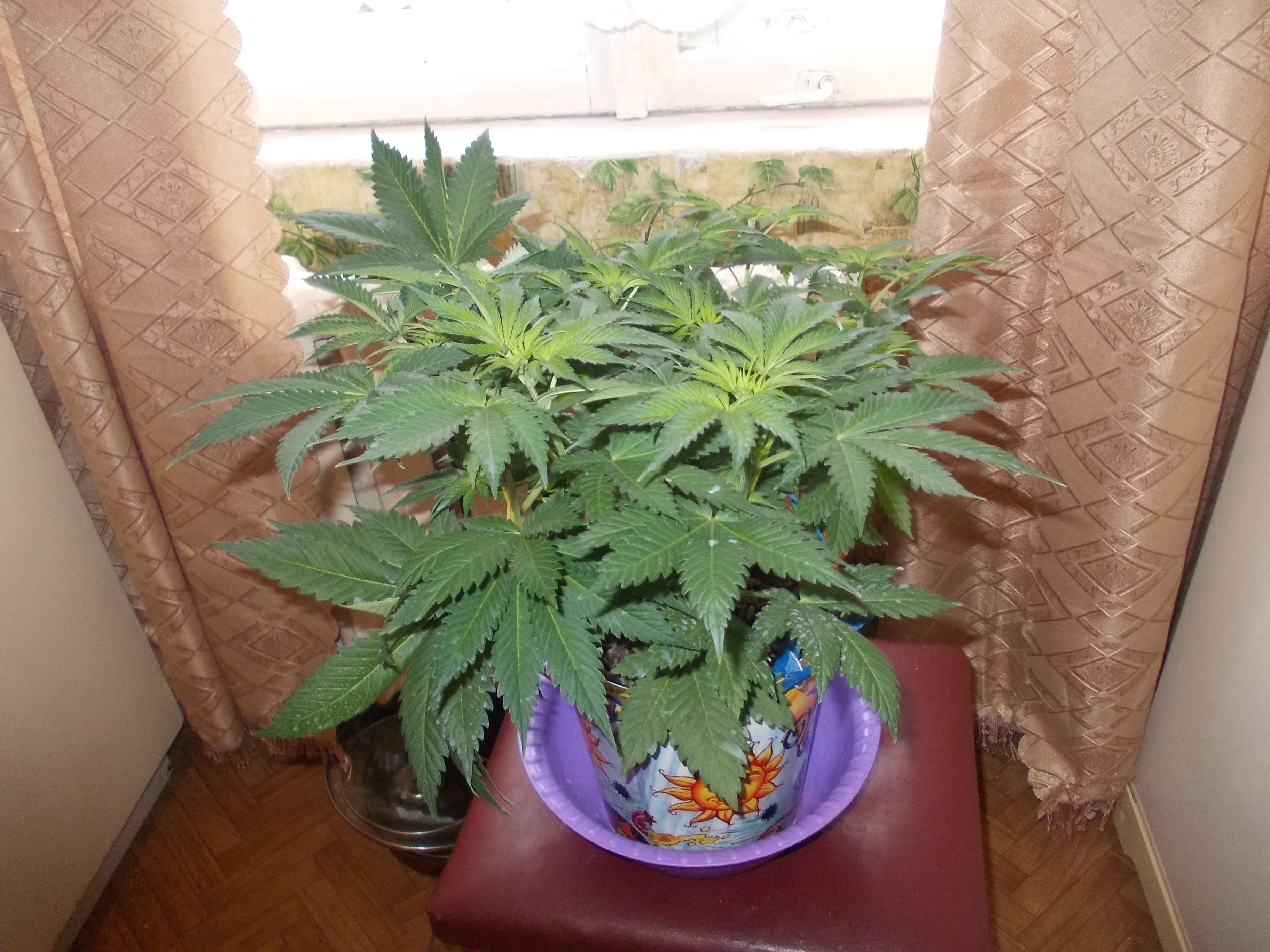 DSCN5963