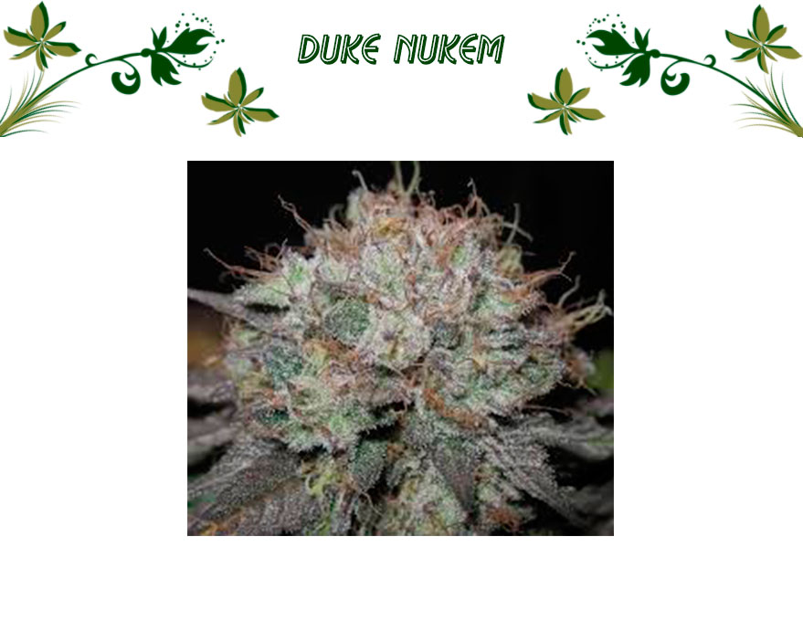 Duke Nukem