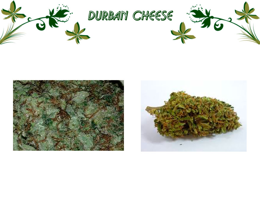 Durban Cheese