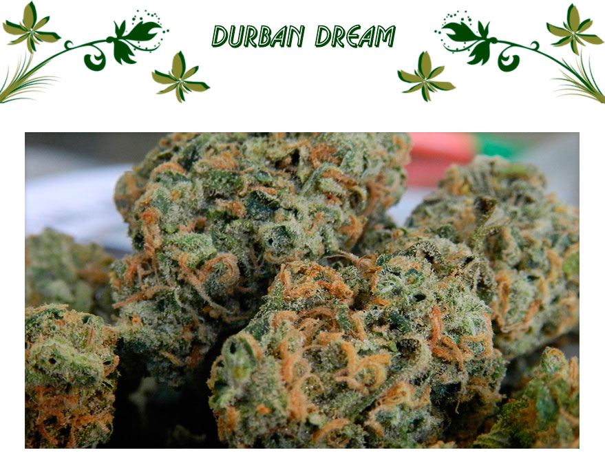 Durban Dream