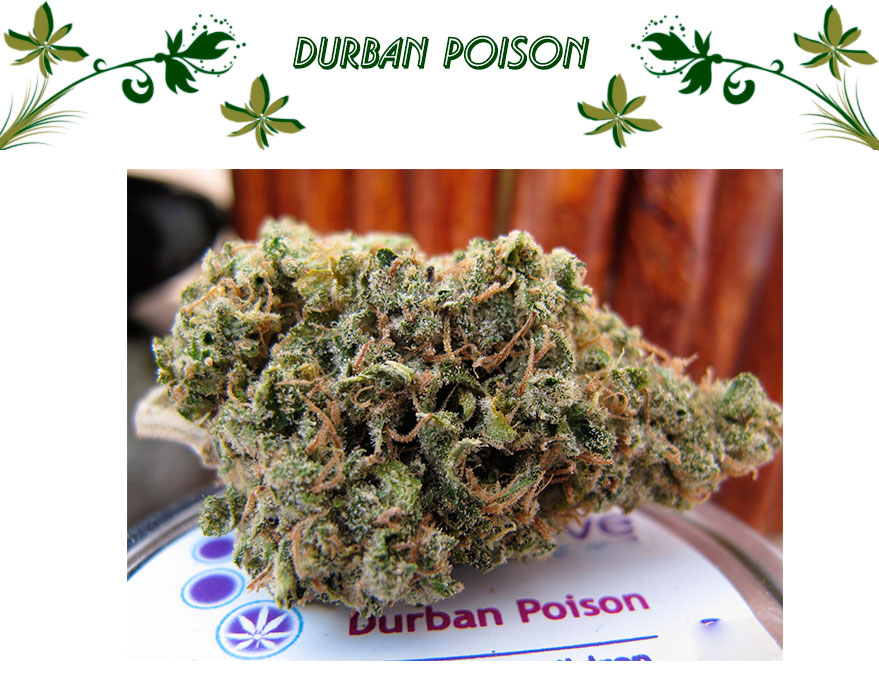 Durban Poison