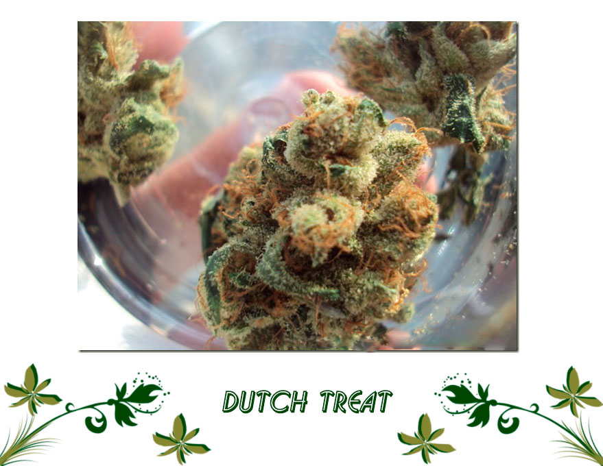 Dutch Treat сорт