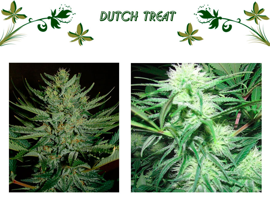 Dutch Treat