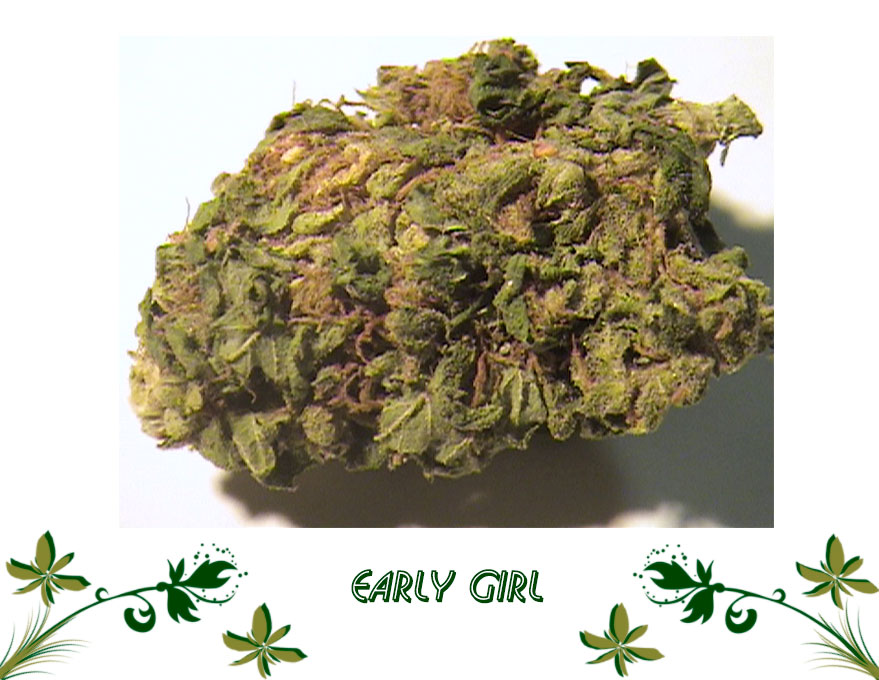 Early Girl сорт