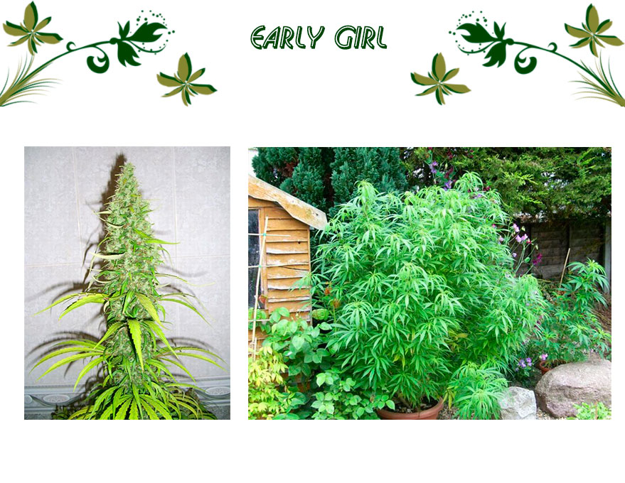 Early Girl